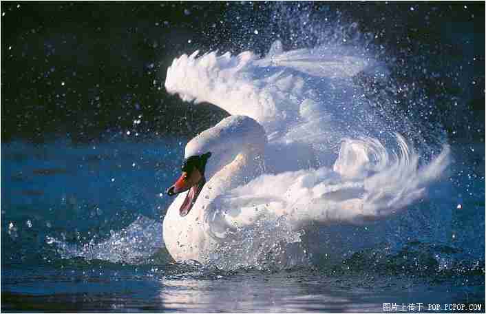 南京农业大学校花欧清禾