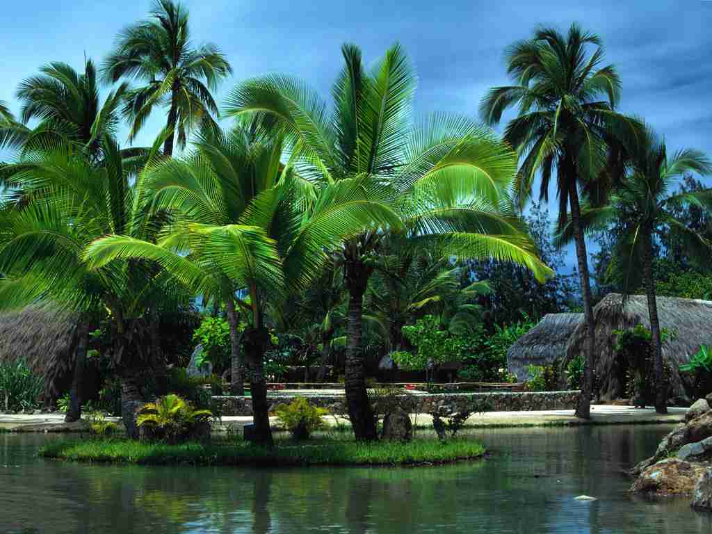 定西职业技术学院校花康云柠