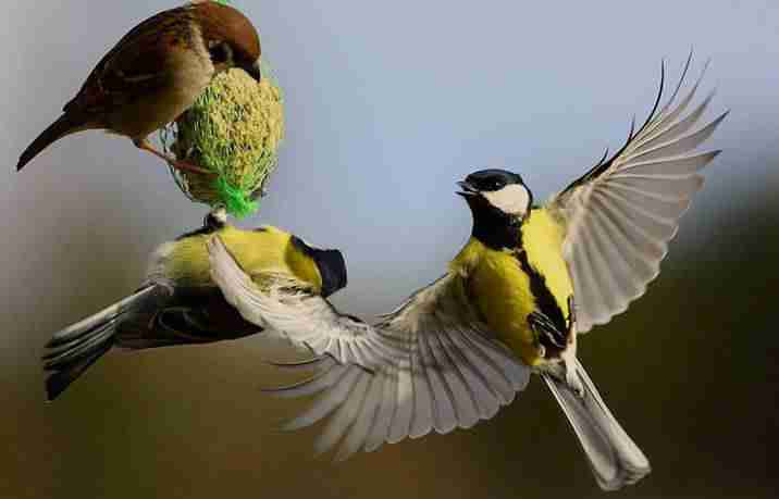 苏州工业园区职业技术学院校花秦知柚