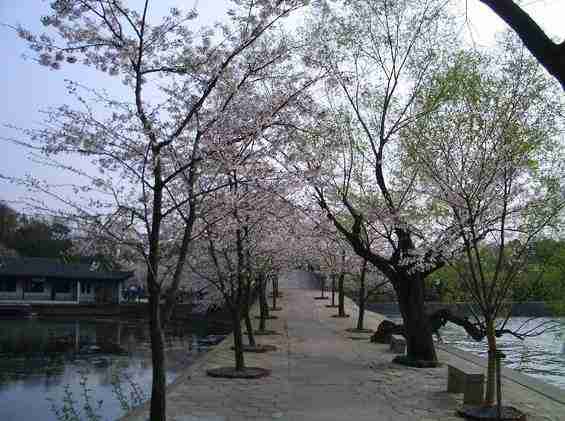 湖北青年职业学院校花邱云欢